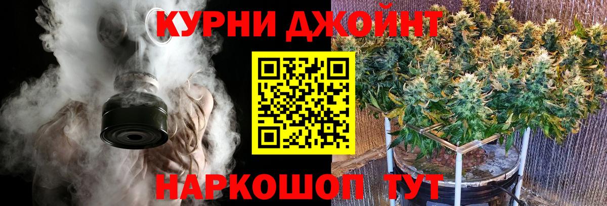 Марихуана сатива Кушва